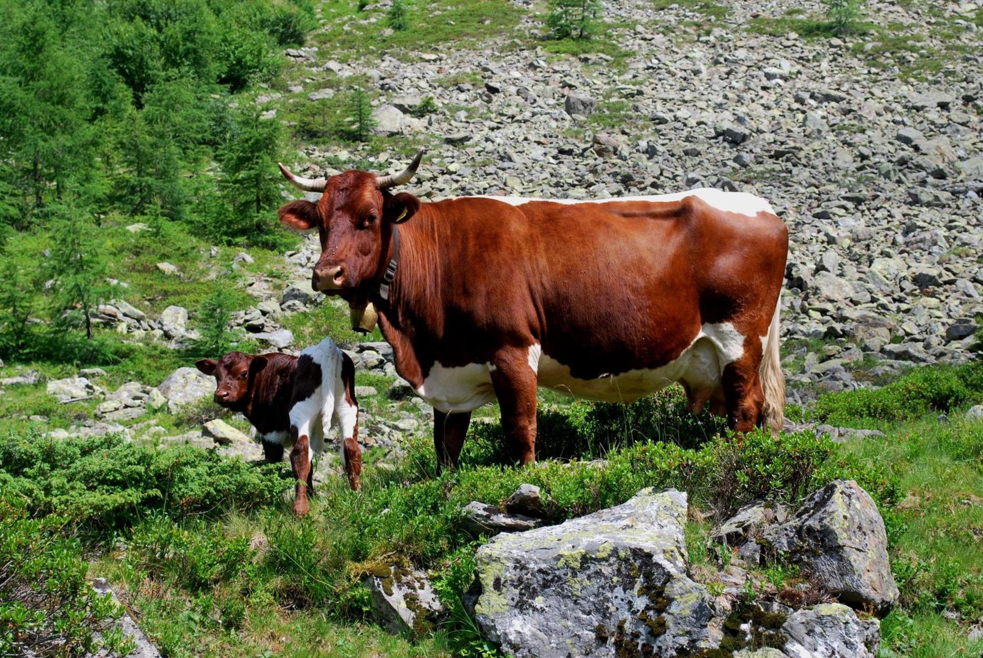 Hinkerhof Konuk evi Schladming Dış mekan fotoğraf